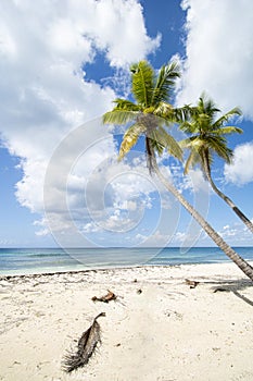 Idealic Caribbean coastline