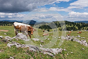 Idealistic landscape, Alpine pastures in Europe.