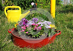 Ideas for garden, flowers in old wash-basin