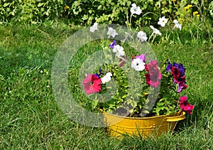Ideas for garden - flowers in wash-basin
