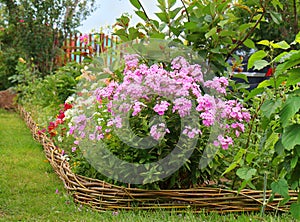 Ideas for garden - Phlox paniculata in bloom