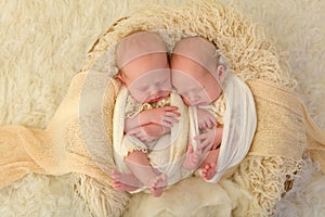 Identical newborn twins photo