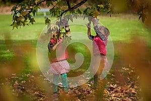 Identical twins having fun with toys and leaves in autumn in the park, blond cute curly girls, happy girls,beautiful girls in pink