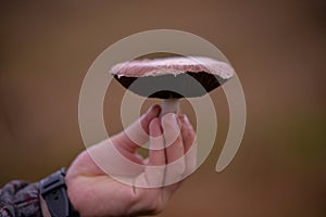 Identification of Agaricus campestris fungal plants in their natural environment. Collecting edible field mushrooms in wet weather