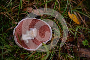 Identification of Agaricus campestris fungal plants in their natural environment. Collecting edible field mushrooms in wet weather