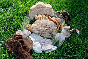 .identification of medicinal mushrooms, fungotherapy in our days photo