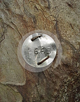 Identification Tag on Austrian Pine Tree