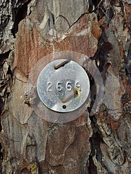 Identification Tag on Austrian Pine Tree Bark