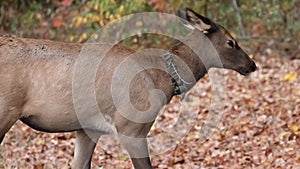 Identification Tags and Monitoring Transmitters Worn by an Elk in the Wild