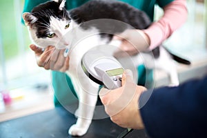 Identifying cat with microchip device