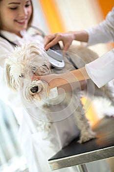 Identifying microchip implant of lost Maltese dog by veterinaria
