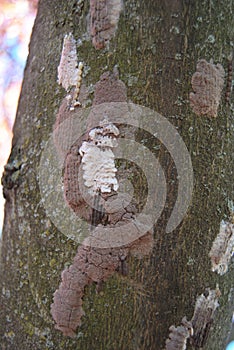 Identifying Spotted Lanternfly Egg Masses