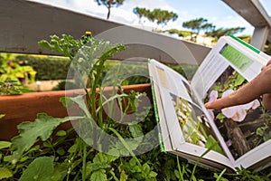 Identifying wild flower with botany field guide