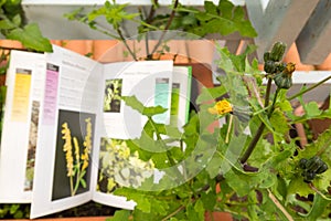 Identifying wild flower with botany field guide