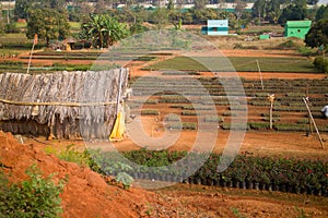 Idian farm, growing flowers in the open ground beds with young plants