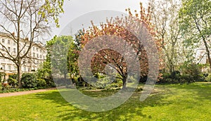 Idillic cherry blossom tree in bloom, London, England, UK