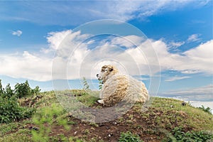 Idillic landscape with sheep, lambs, ram