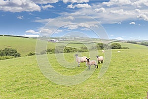 Idillic landscape sheep, lambs, ram on green grass