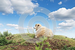 Idillic landscape with sheep, lambs, ram on a perfect juicy green grass fields and hills near ocean