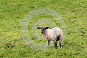 Idillic meadow landscape with sheep, lambs, ram