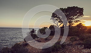 Idillic sea view with small pine on the rock in sunset light on Ibiza island - Image