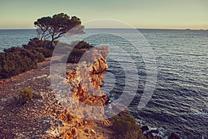 Idillic sea view with small pine on the rock in sunset light on Ibiza island - Image