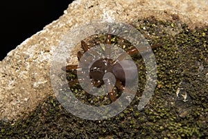 Idiops sp, Idiopidae, Thenmala, Kerala. Trapdoor spider