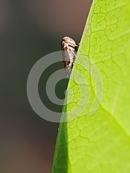 Idioscopus clypealis mango leaf hopper