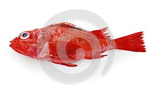 Idiot fish, kinki photo