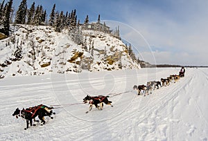 2015 Iditarod Dog Team