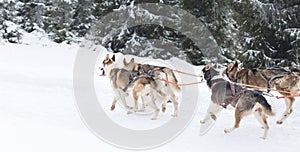 Iditarod Husky sled competition