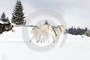 Iditarod Husky sled competition