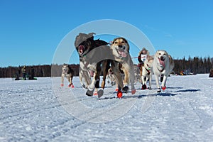 Iditarod race in Alaska