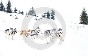 Iditarod Trail Sled Dog Race winter background