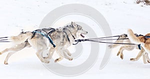 Iditarod Trail Sled Dog Race winter background