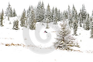 Iditarod Trail Sled Dog Race winter background