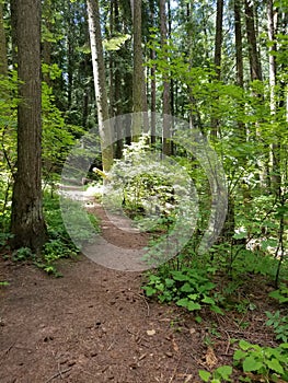 Idler& x27;s Rest Trail 1