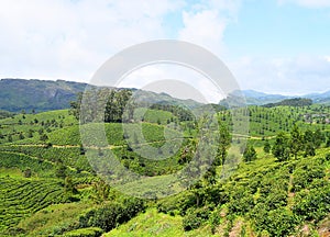 Idly Hills, Greenery, and Tea Gardens in Natural Landscape in Munnar, Idukki, Kerala, India
