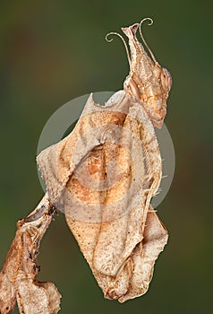 Idolomantis Diabolica Portrait