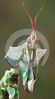 Idolomantis portrait