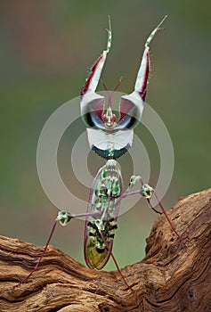 Idolomantis threat display