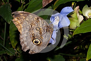 Idomeneus Giant Owl (Caligo idomeneus)