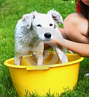 Ids wash white puppy in the basin