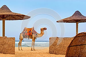 Idylic beach with camel and sun umbrelas, Red Sea, Egypt