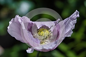 Idylic Lilac and Purple Breadseed Poppy Flower in the wind on a green spring garden.