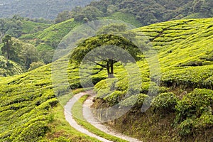 Idylic scenery with tree