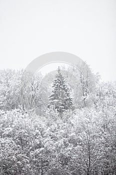 Idylic winter forest covered in snow