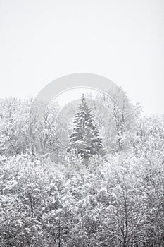 Idylic winter forest covered in snow photo