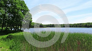 Idyll lake in summer with reed and green alder trees