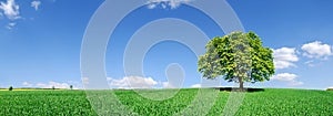 Idyll, panoramic landscape, lonely tree among green fields